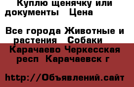 Куплю щенячку или документы › Цена ­ 3 000 - Все города Животные и растения » Собаки   . Карачаево-Черкесская респ.,Карачаевск г.